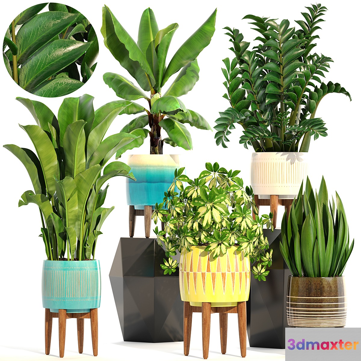 Collection of plants 197. indoor interior banana revenala Zamioculcas sansevieria Schefflera pot flower