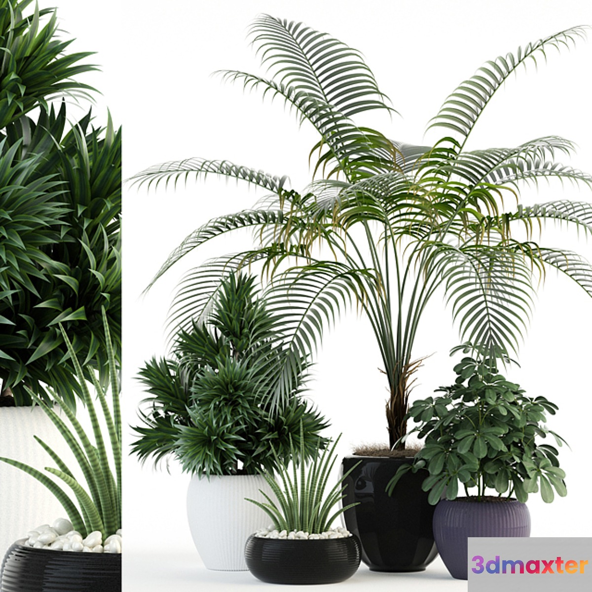 Plants collection 86