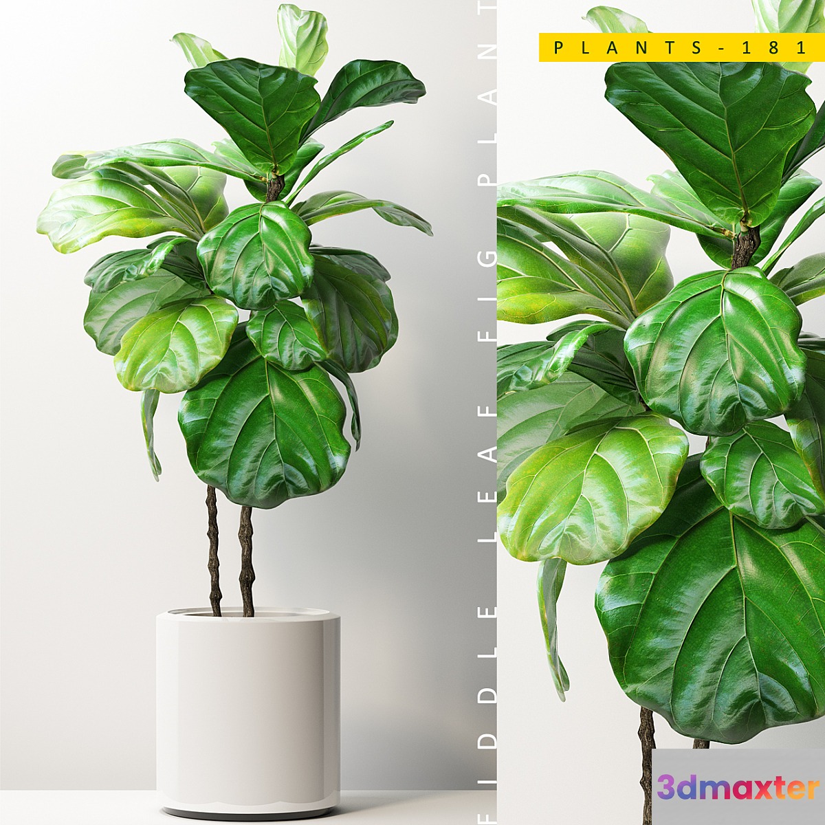 PLANTS 181