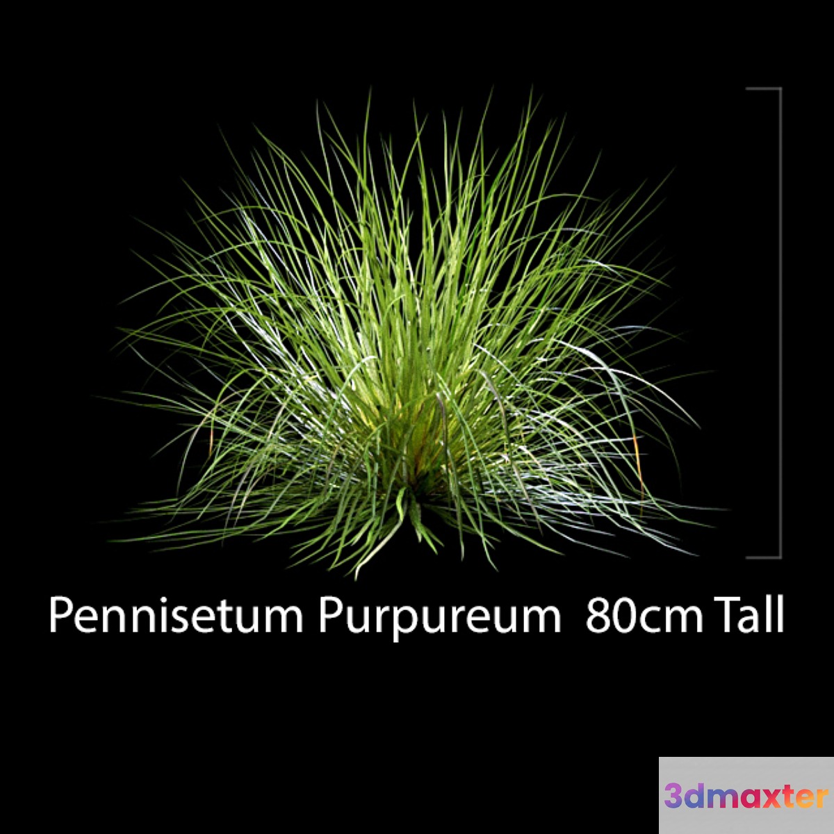 Pennisetum Purpureum 3D Max