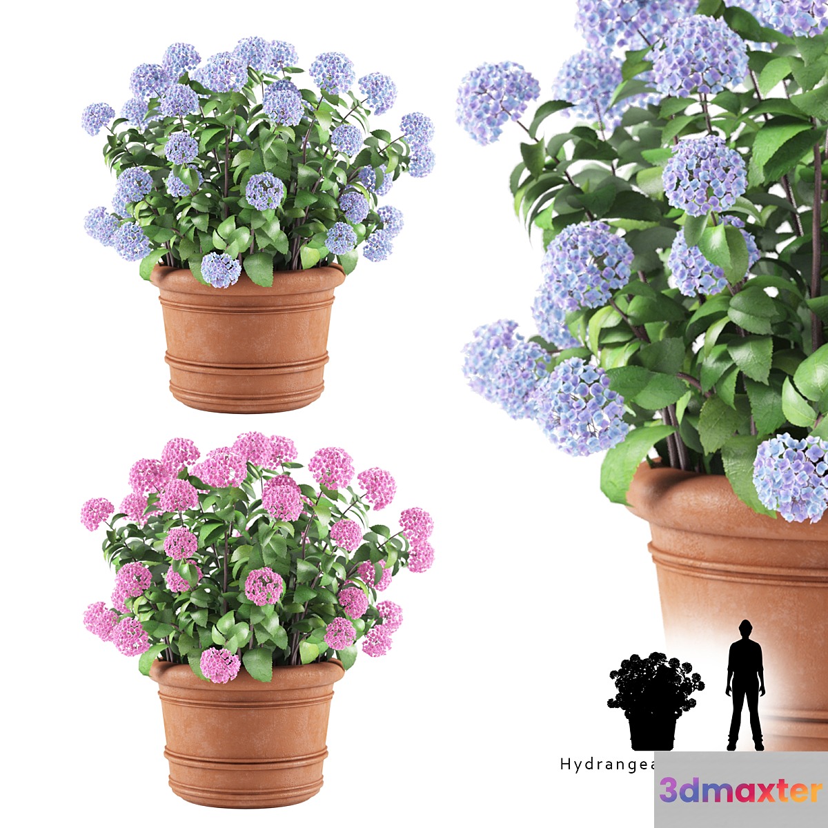 Hortense in a plant | Hydrangea macrophylla 3D Max