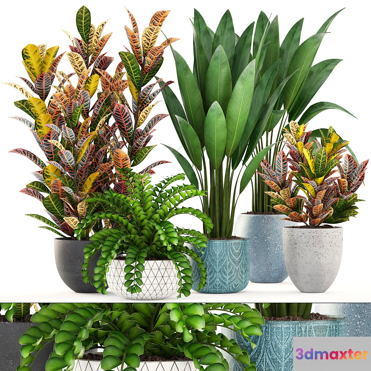 Collection of plants. Interior indoor Croton strelitzia banana pot flowerpot bush strelitzia