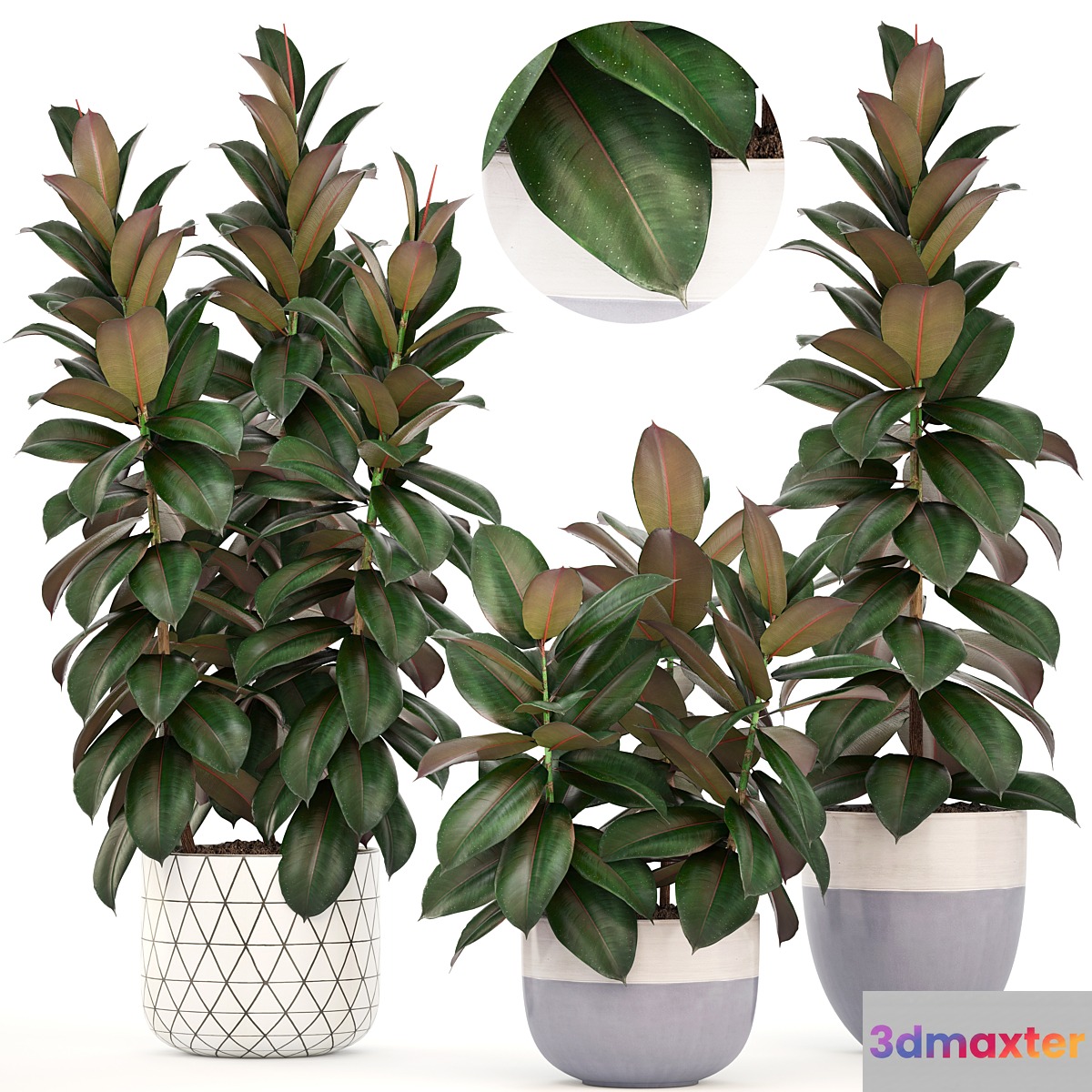 Collection of plants 204. Ficus robusta tree bush interior indoor plants pot flowerpot Scandinavian style ficus abidjan