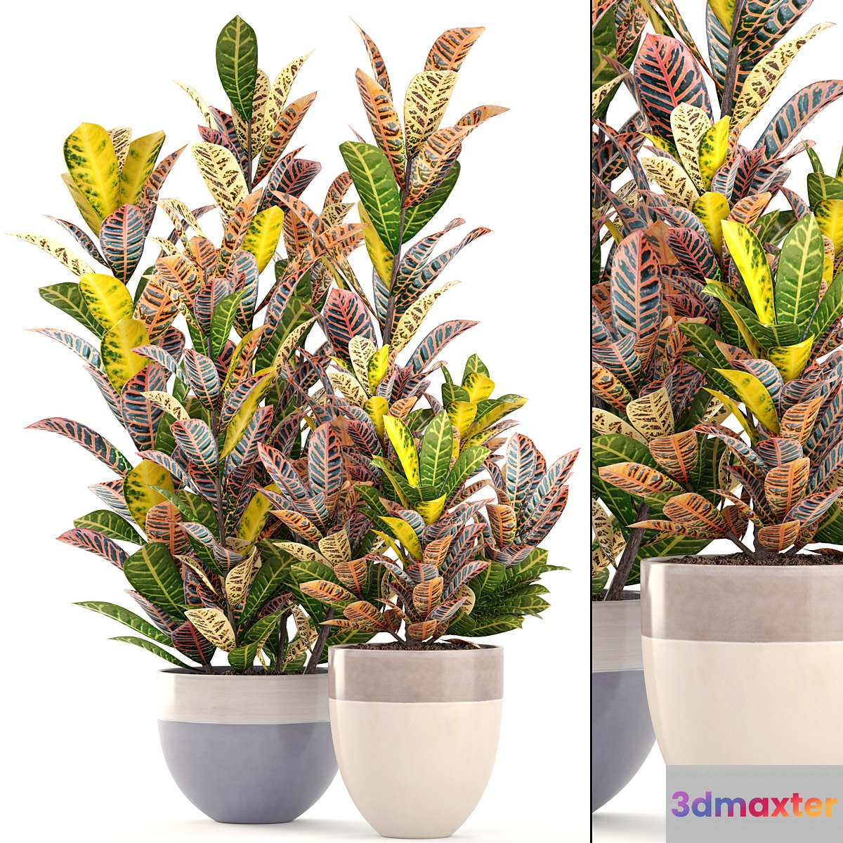 Collection of plants. Croton Flowerpot tree bush interior indoor decorative exotic plants - No.3