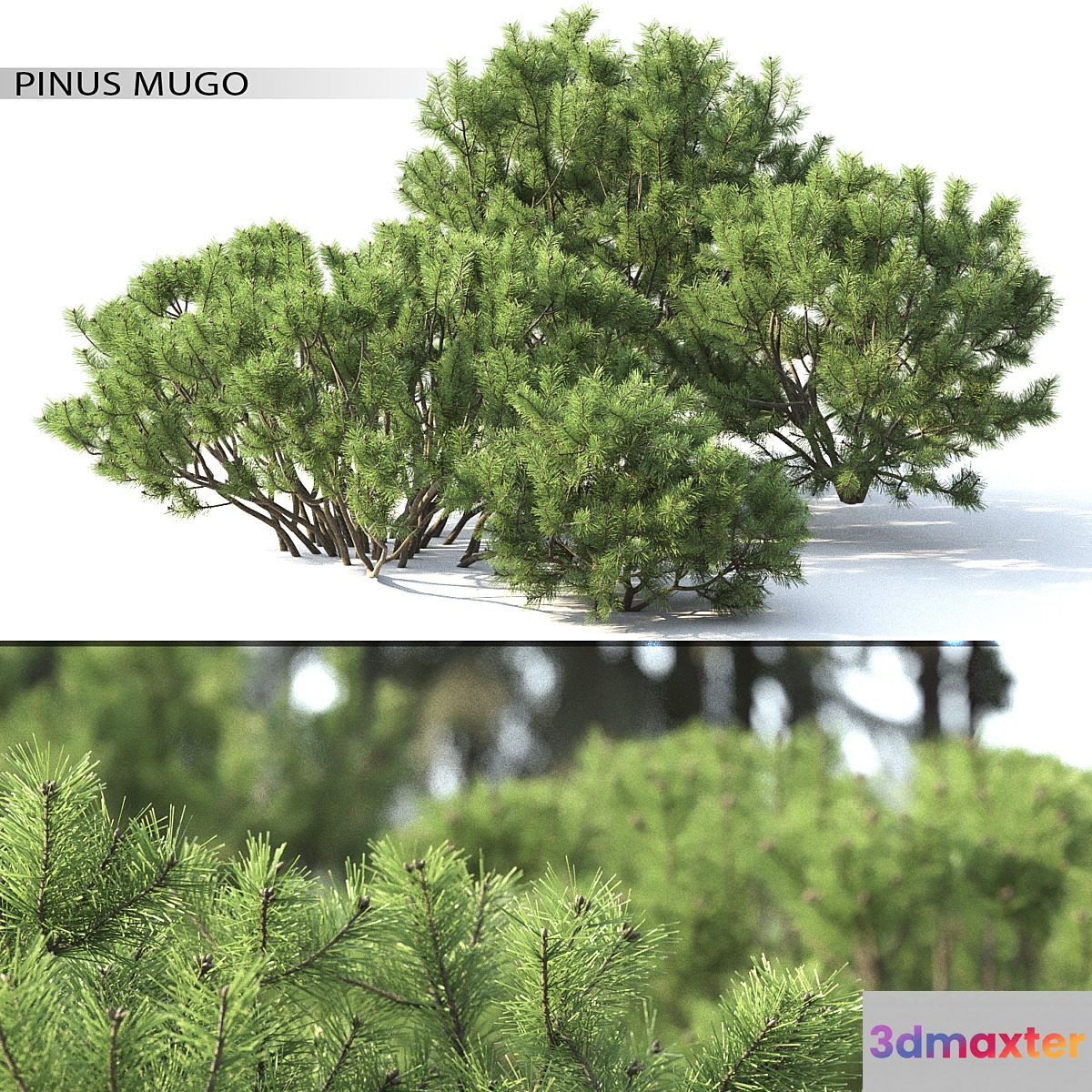 Pine - No.18