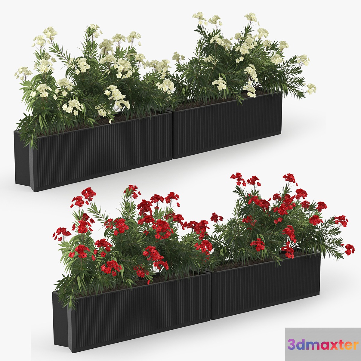 Flowerbed Nerium 3D Max