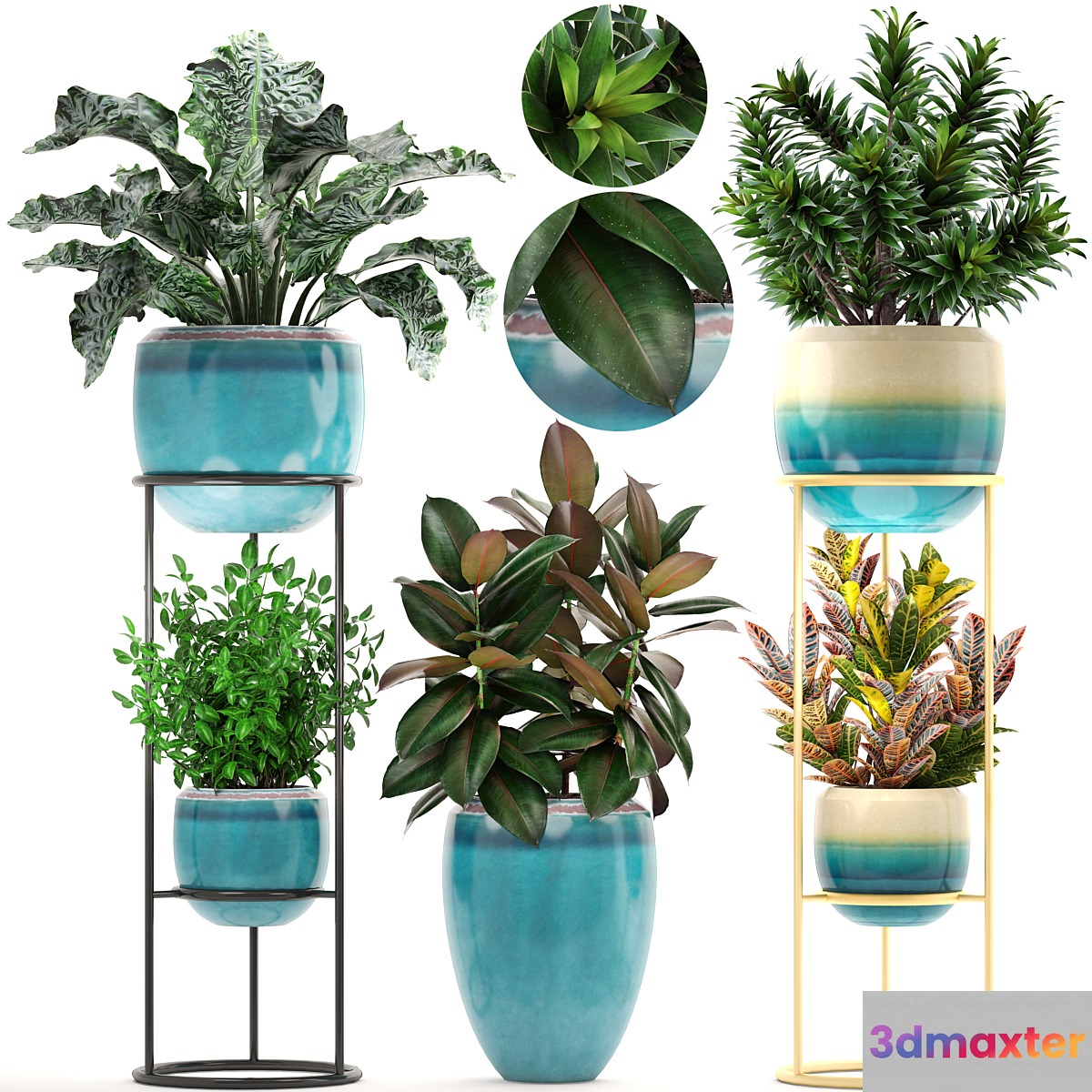 Collection of plants. Shelf with flowers flower stand pot ficus croton alocasia flowerpot dracaena