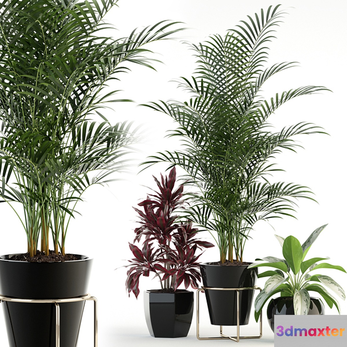 Plants collection 89