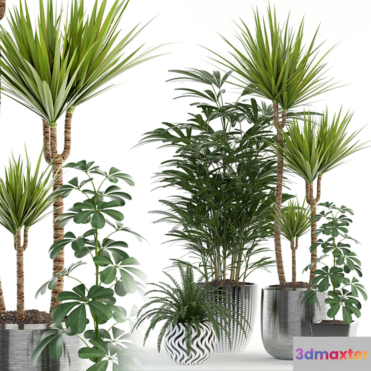 Plants collection 90