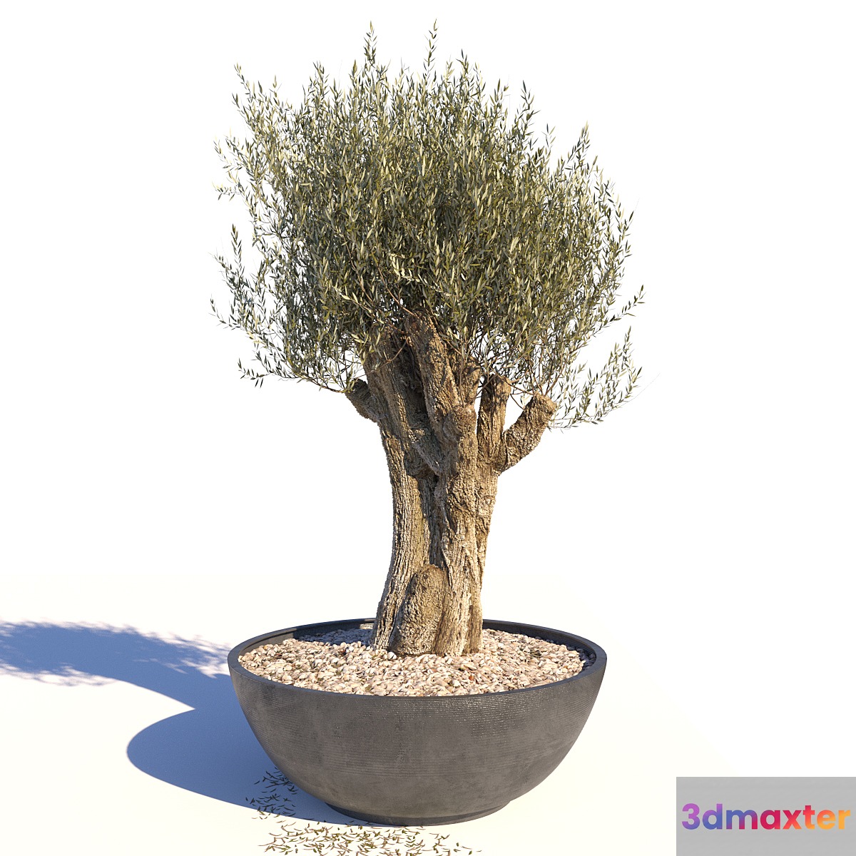 Old Olive Tree - No.2 3D Max