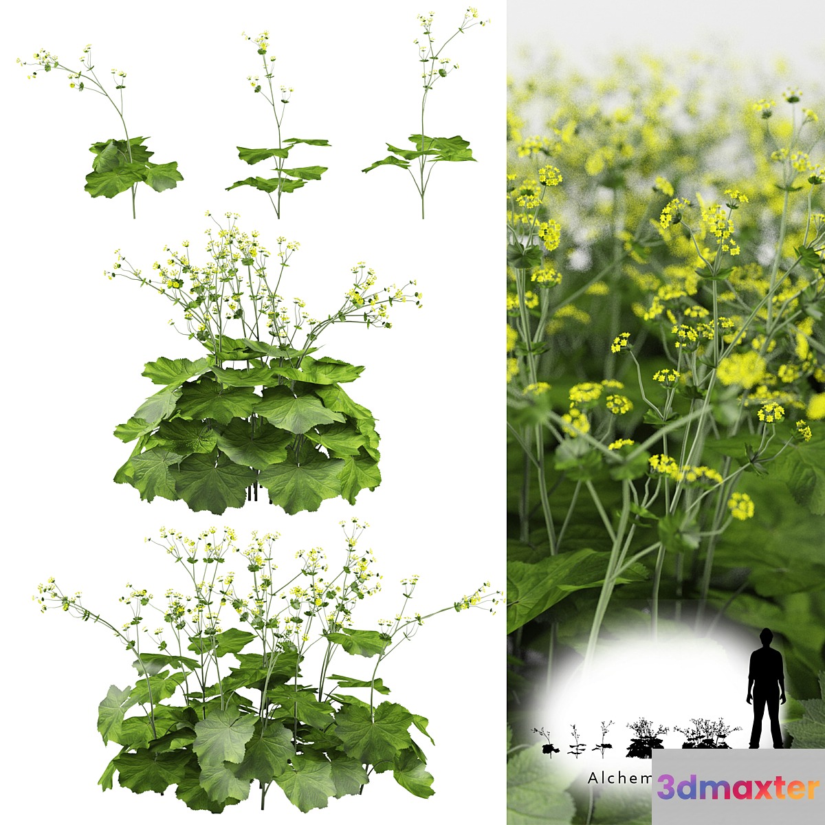 Soft bush cuff | Alchemilla mollis