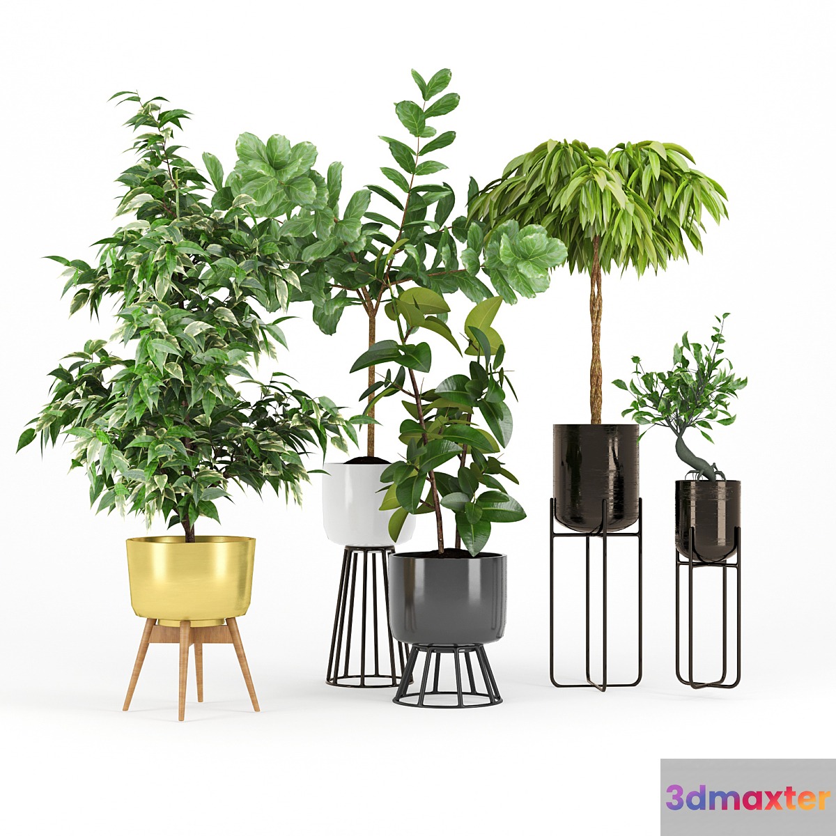 Ficus Set two 3D Max