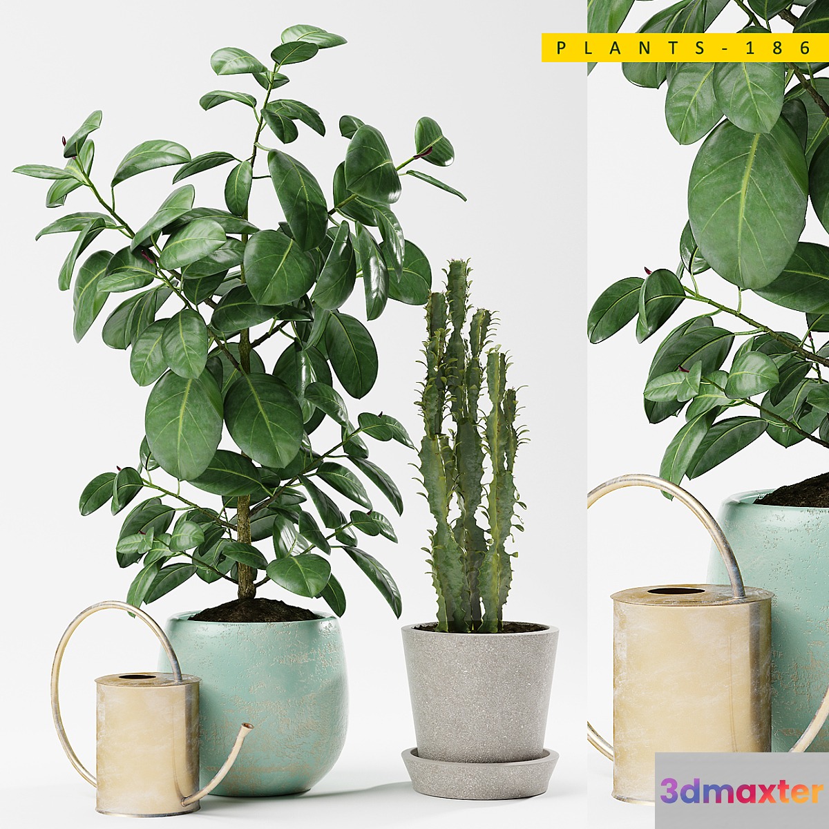 PLANTS 186