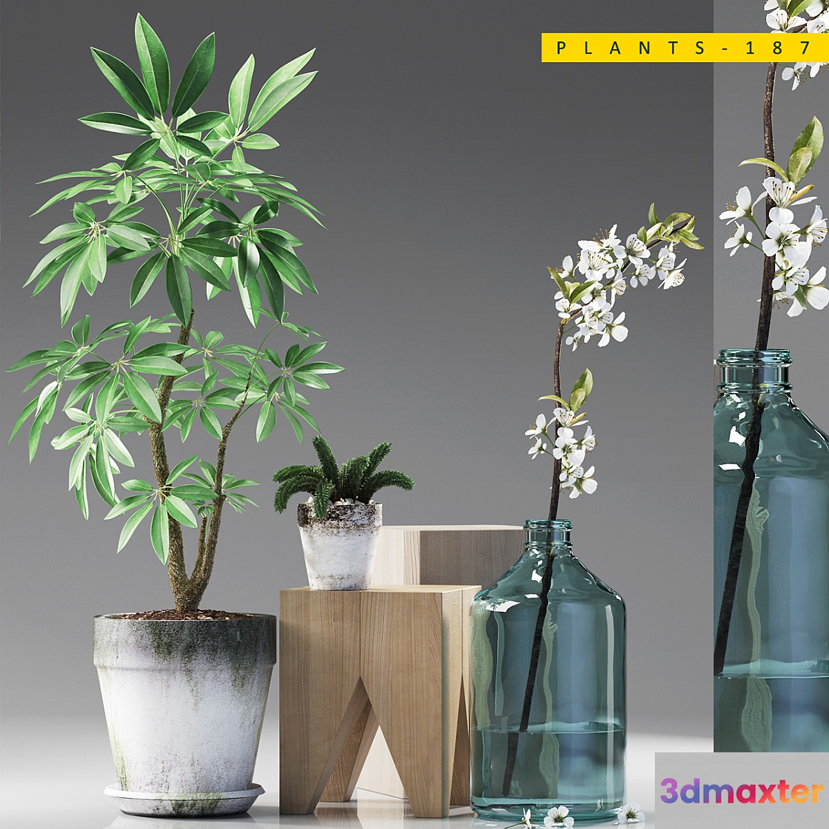 PLANTS 187