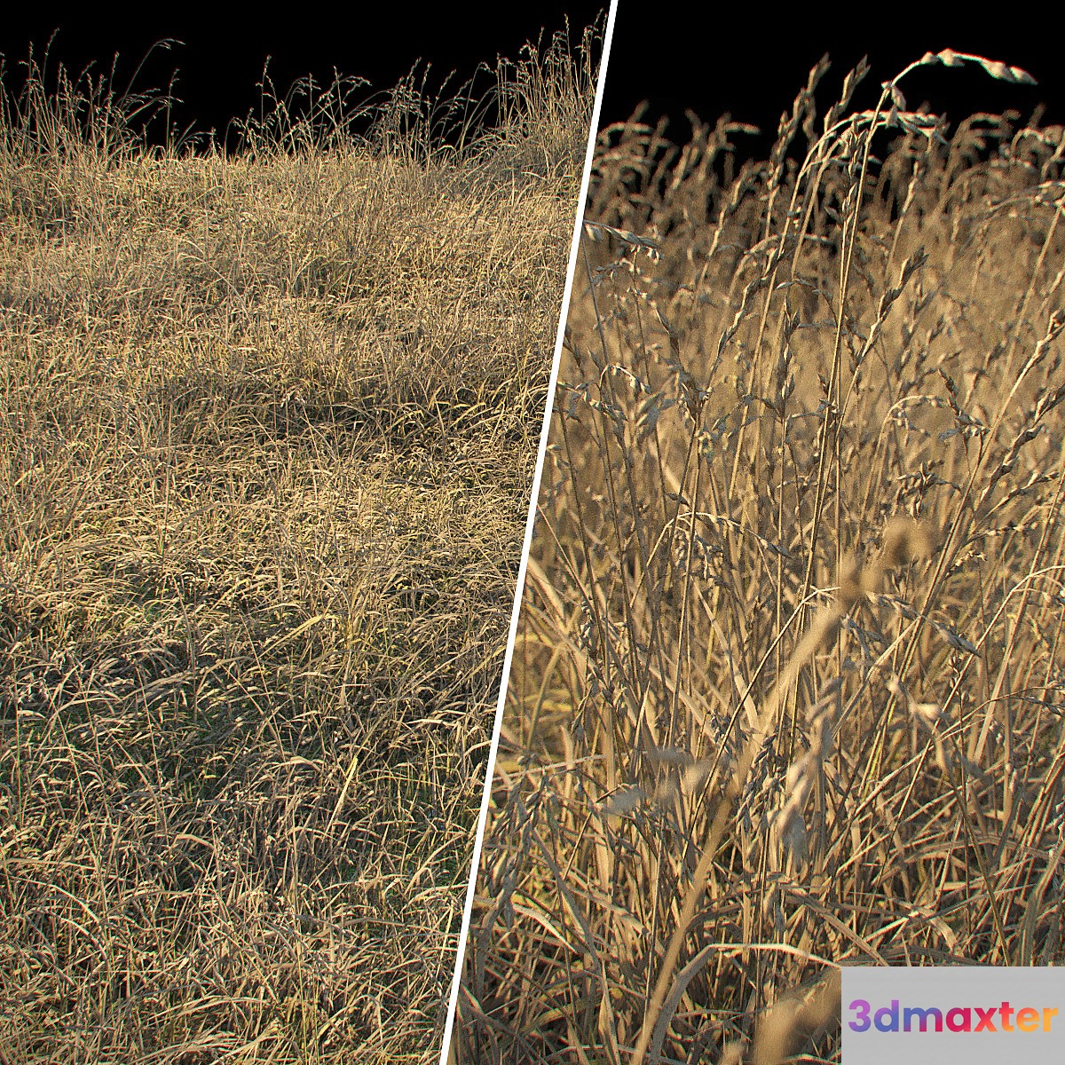 Dry grass