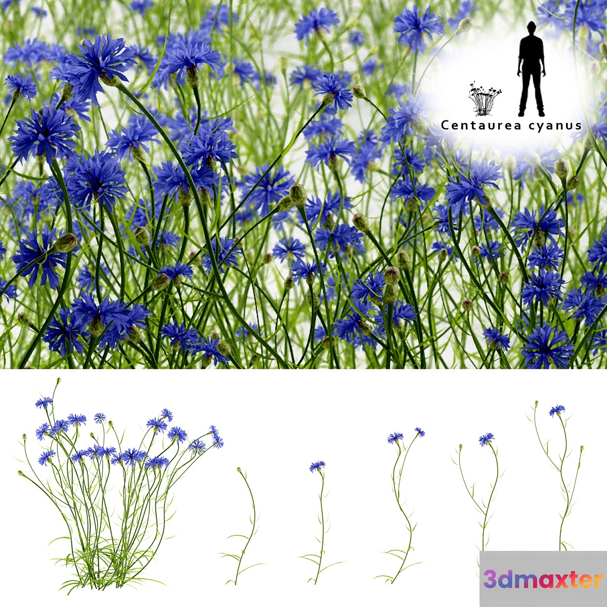Cornflower blue flower | Centaurea cyanus