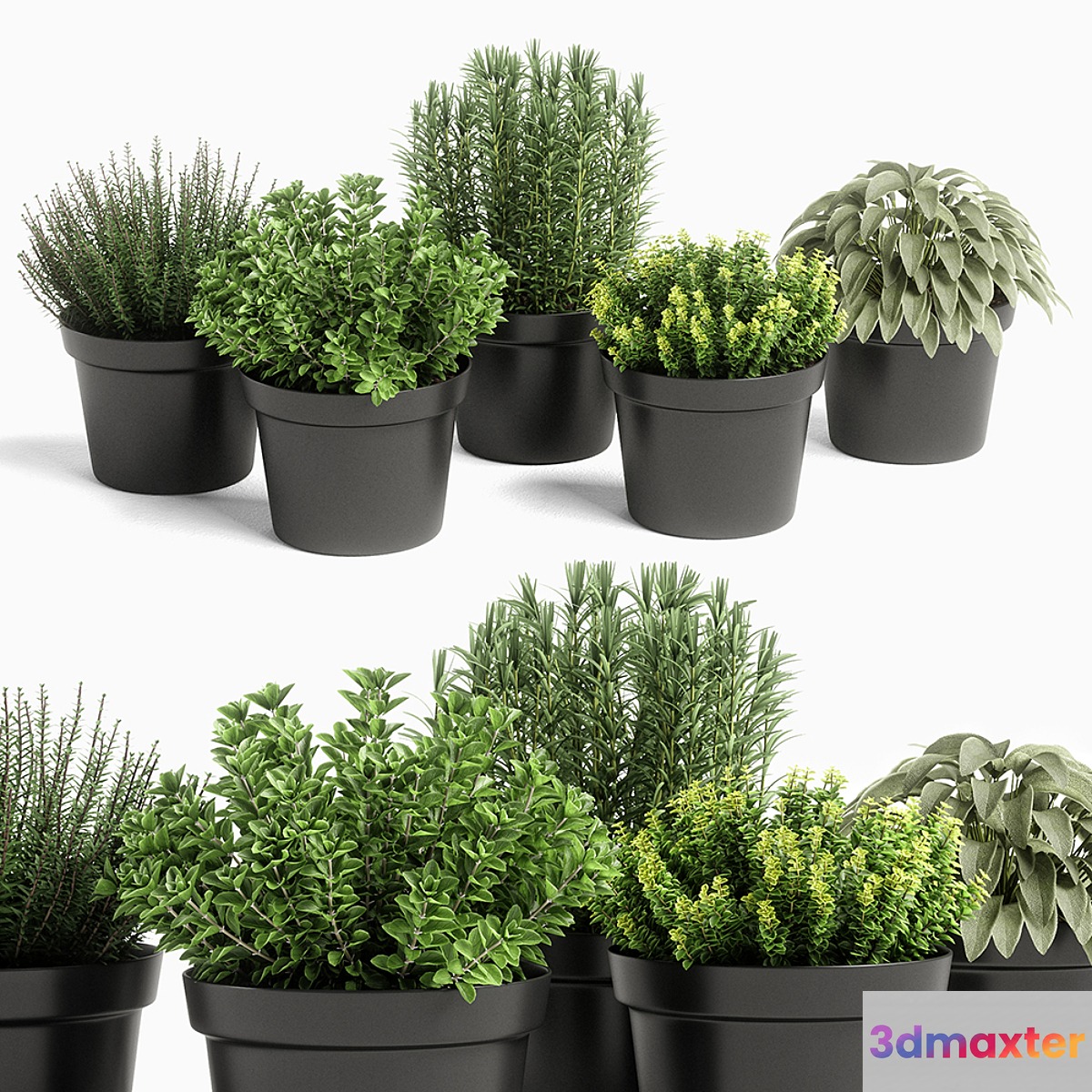 plants set 05