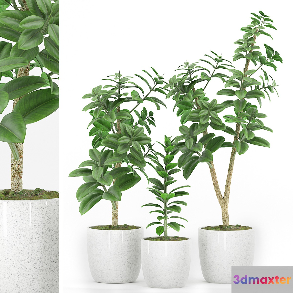 Plant 48 3D Max