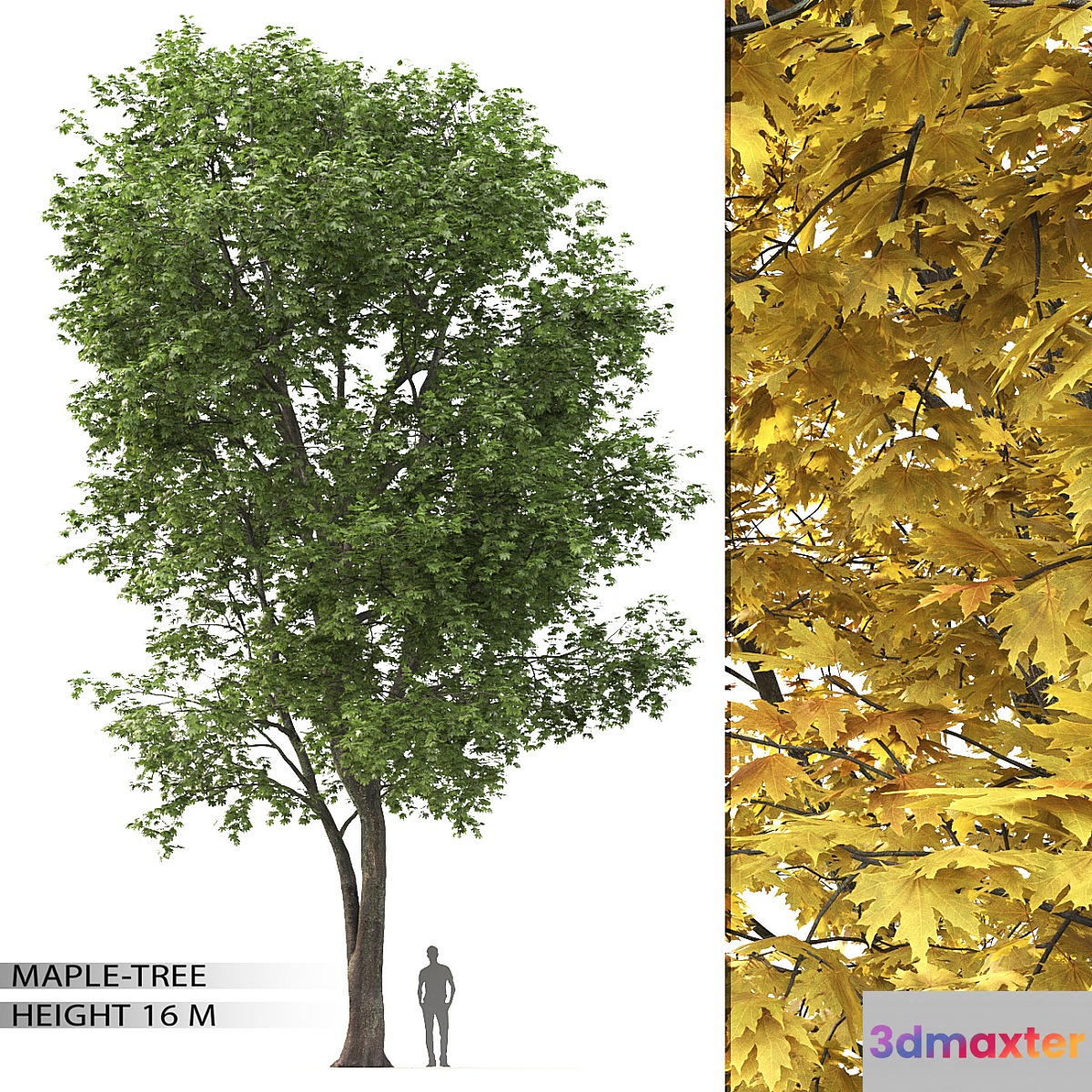 Maple - No.17