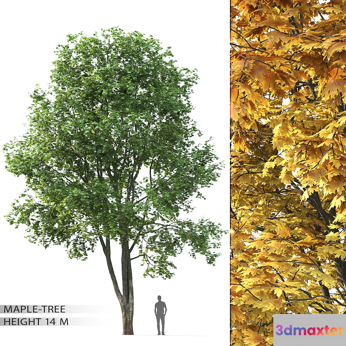 Maple - No.7