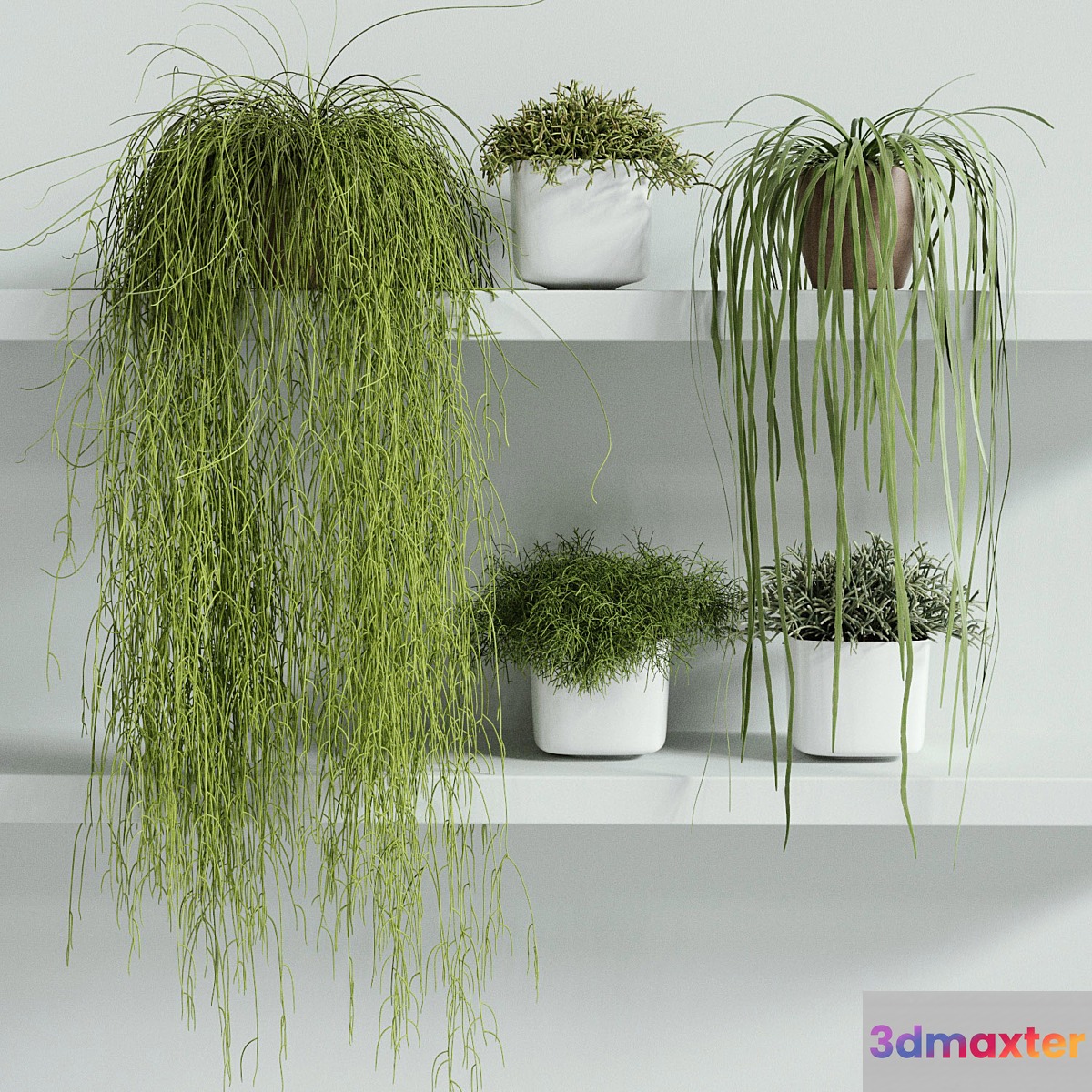 RHIPSALIS Set 01