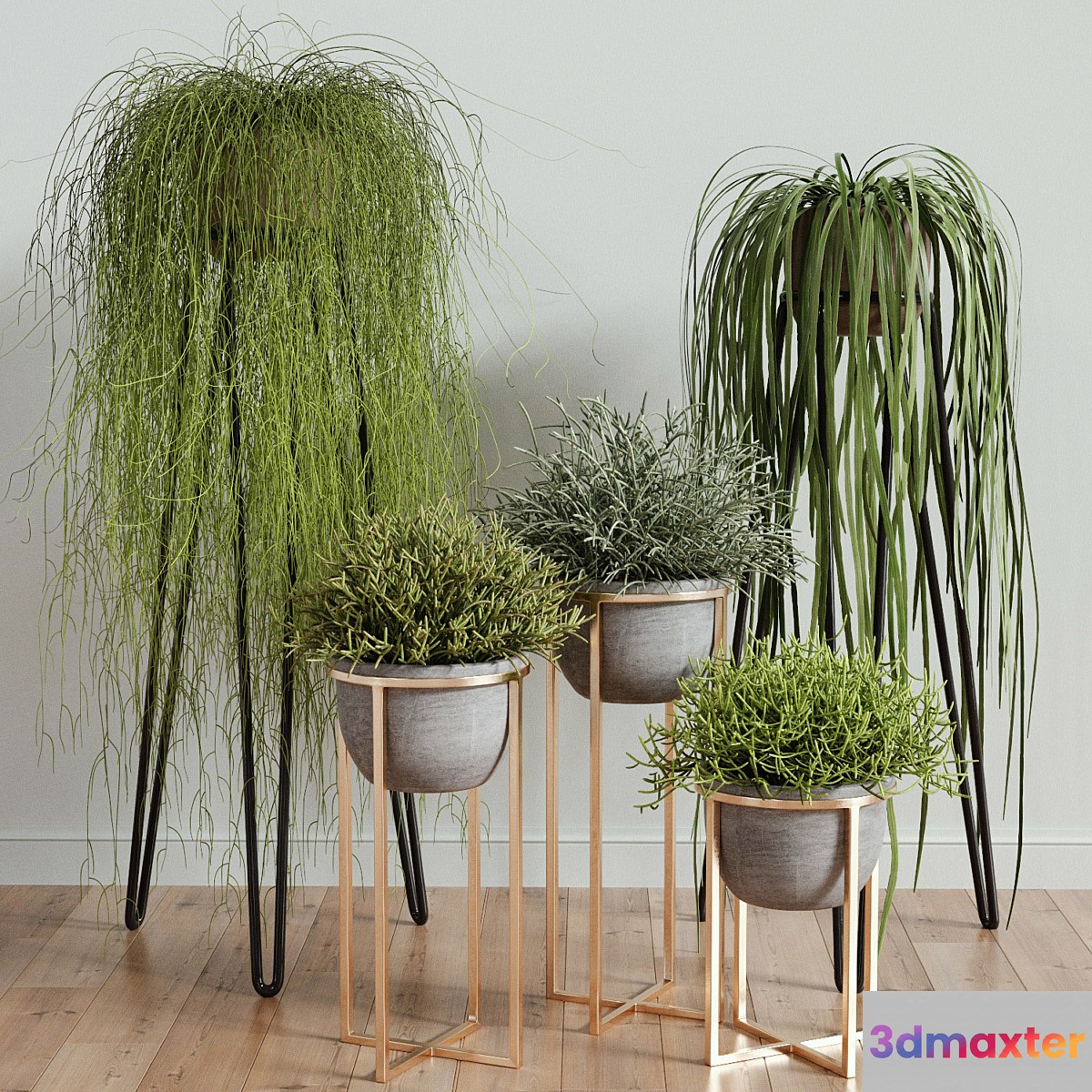 RHIPSALIS Set 02 - No.2