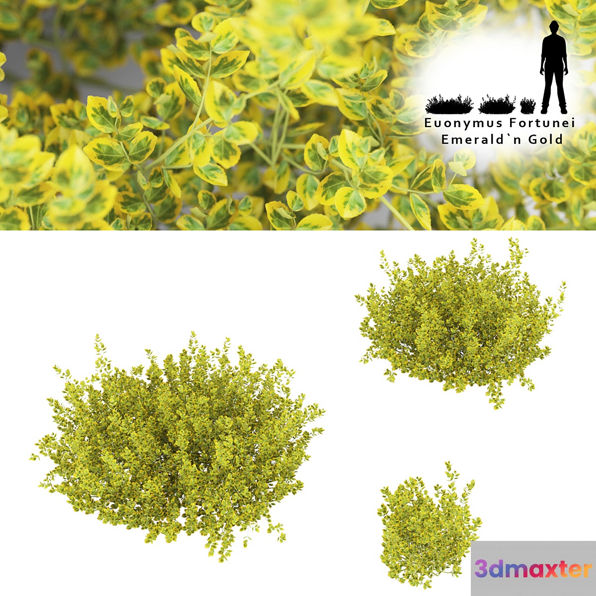 Fortescu bushes | Euonymus Fortunei Emerald`n Gold 3D Max