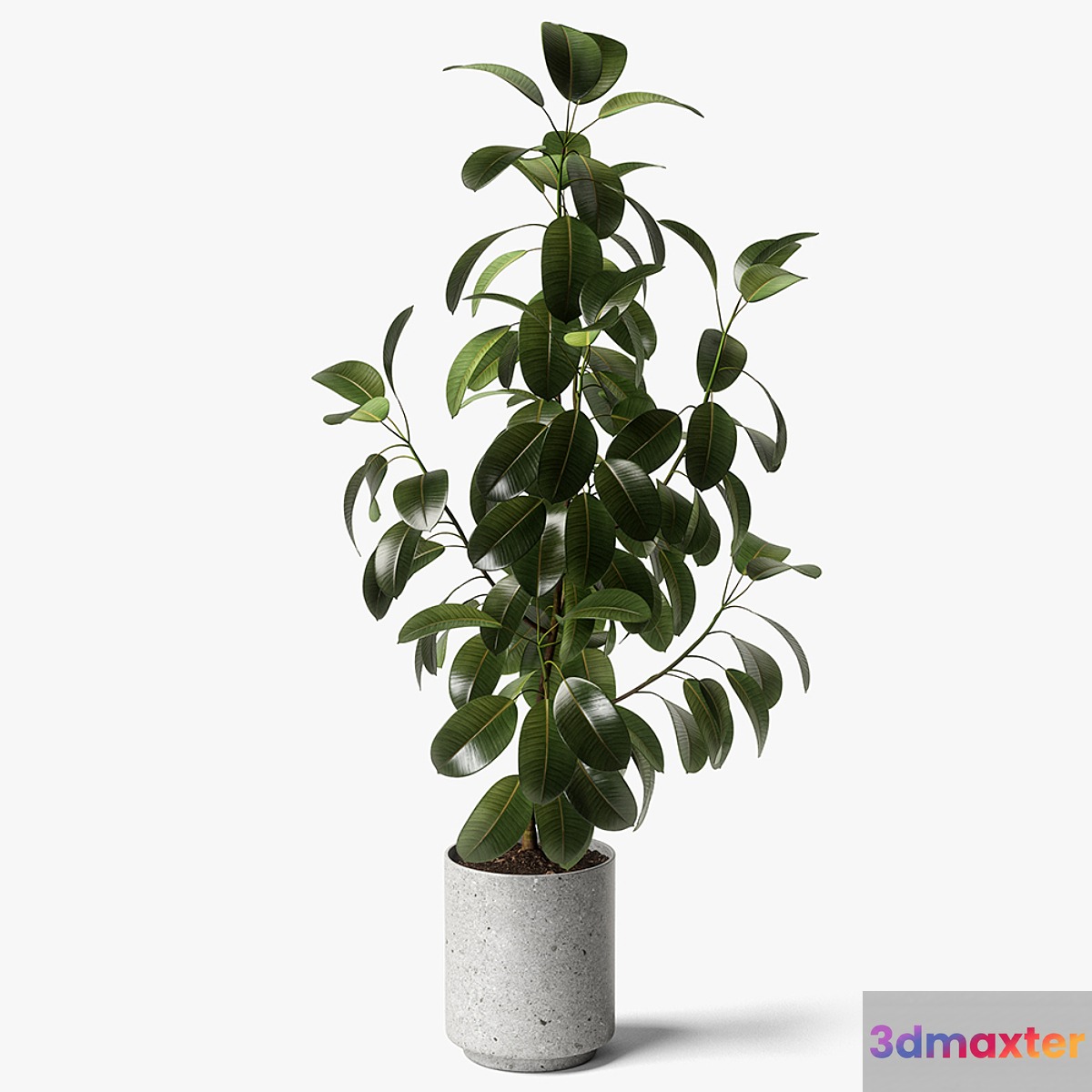 ficus elastica 3D Max