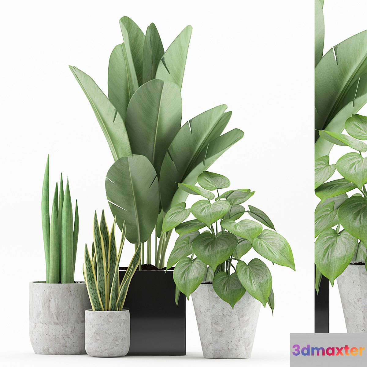 Plant 58 3D Max