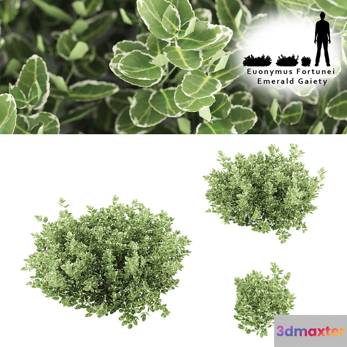 Fortescu bushes | Euonymus Fortunei Emerald Gaiety 3D Max