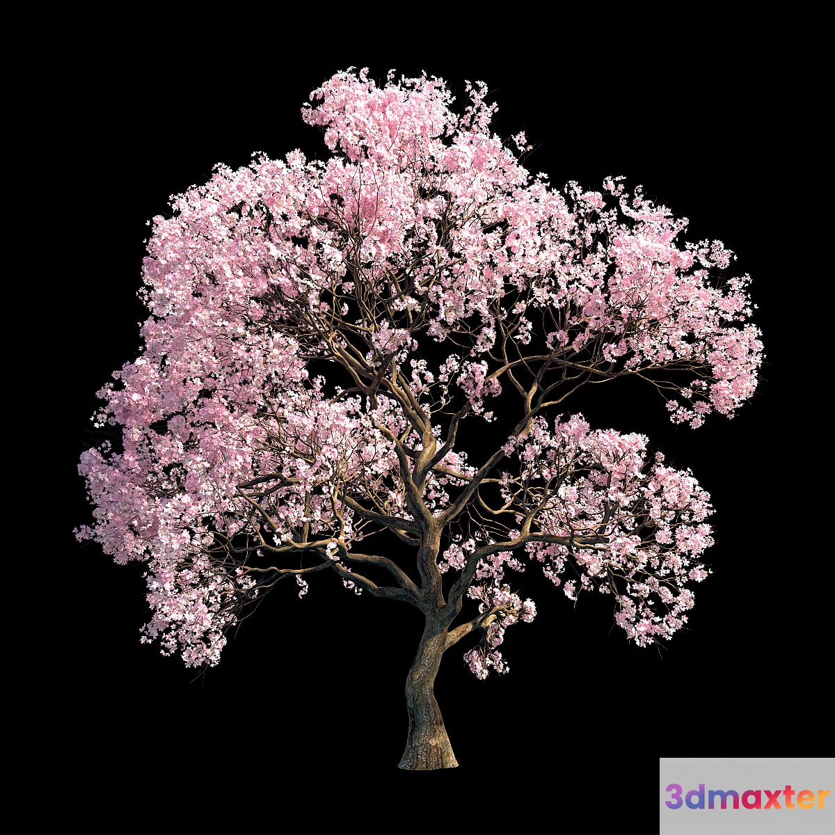 Sakura 9 3D Max