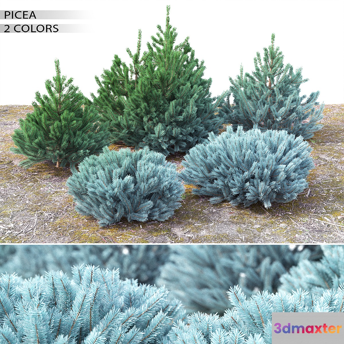 Spruce - No.32