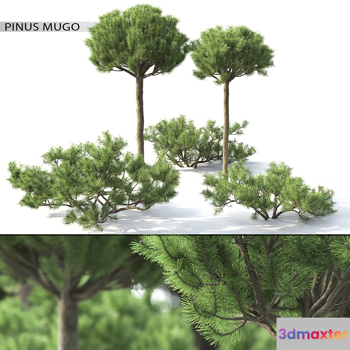 Pinus Mugo 3