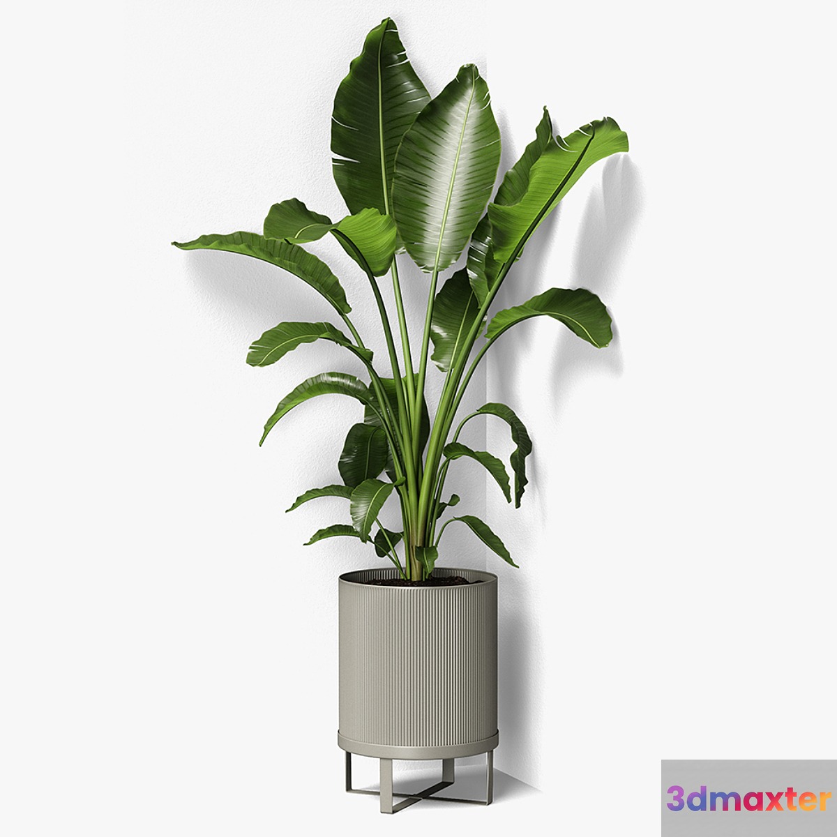 strelitzia plant