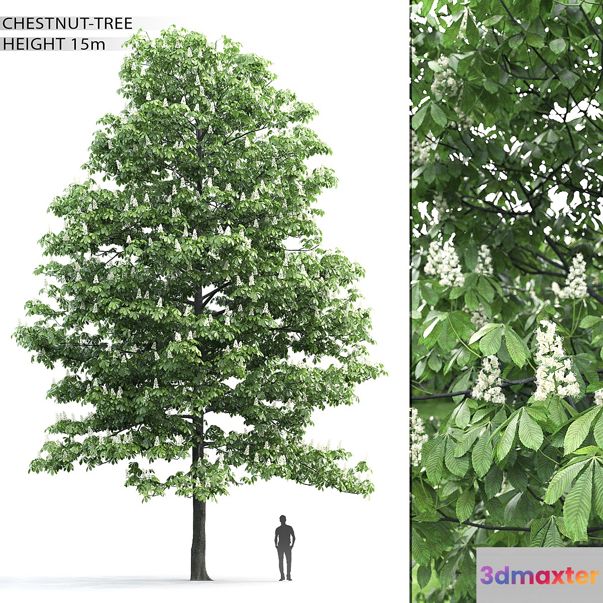 Chestnut 3D Max