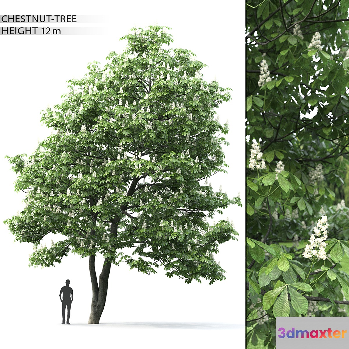 Chestnut 2