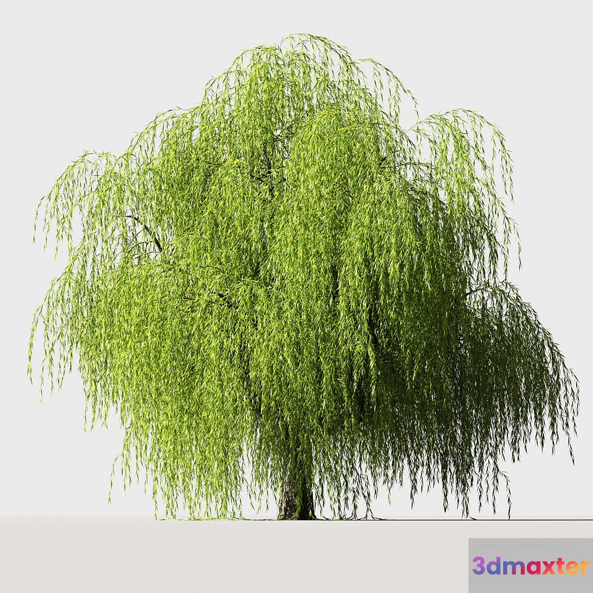 Tree Willow