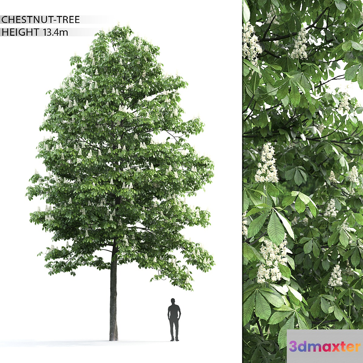 Chestnut 3