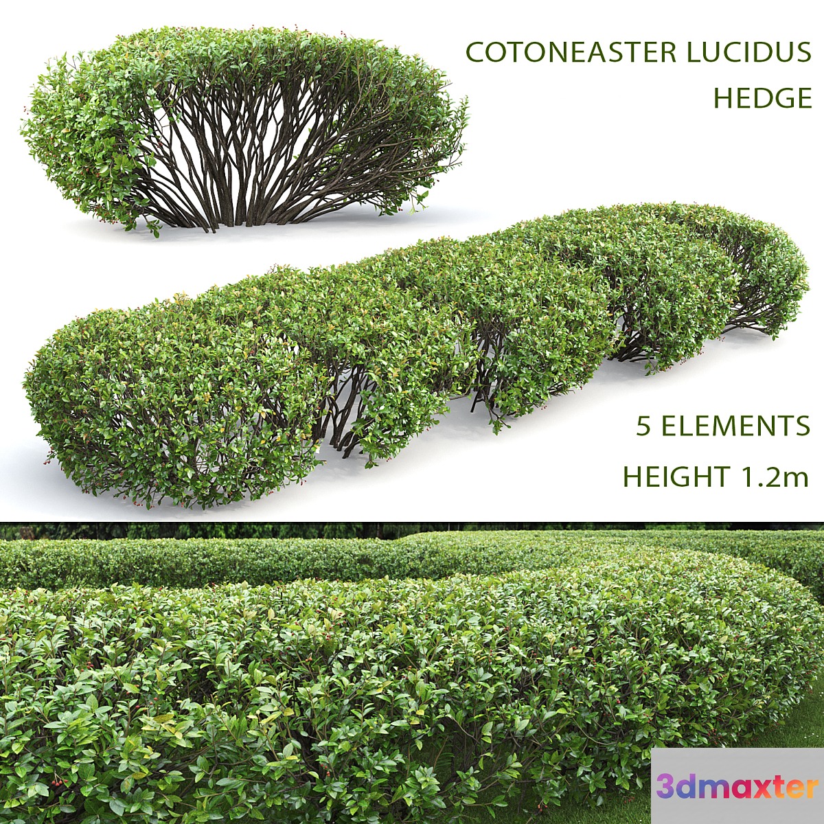 Cotoneaster lucidus hedge # 1