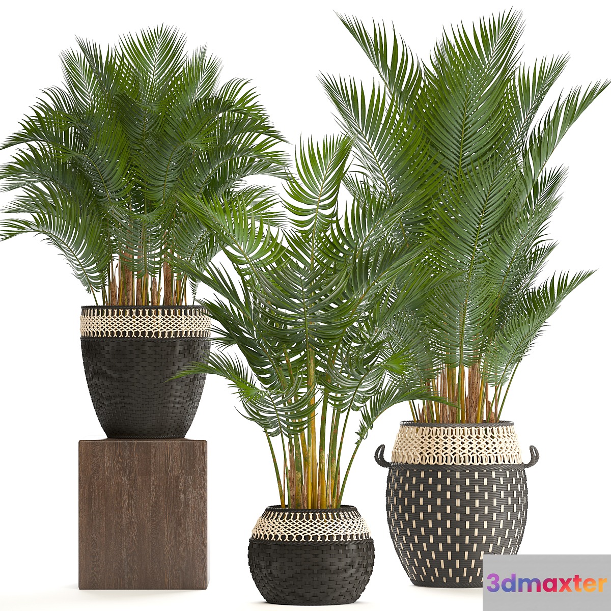 Collection of plants 218. Howea forsteriana basket rattan palm tree interior palm trees eco style design natural decor wicker 3D Max