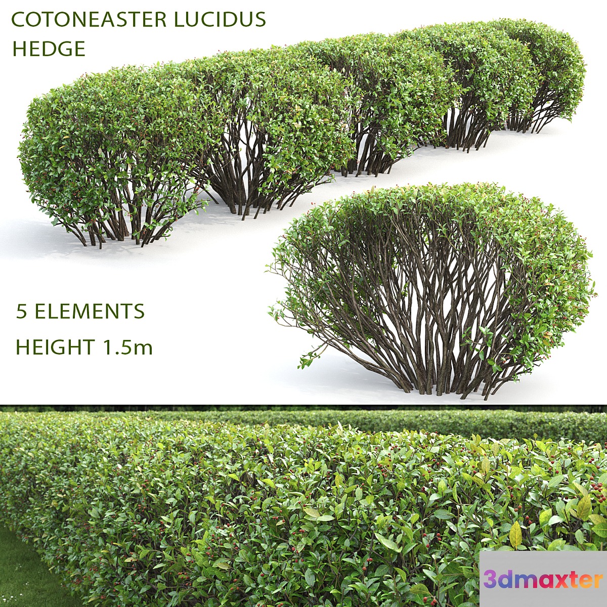 Cotoneaster lucidus hedge #2