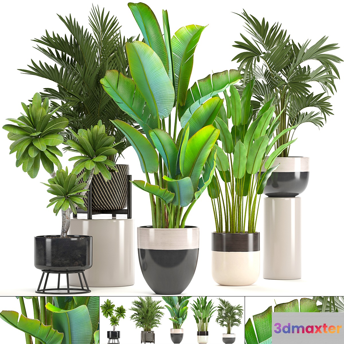 Collection of plants. strelitzia hovea palm tree bush banana indoor plants strelitzia interior indoor decorative 3D Max