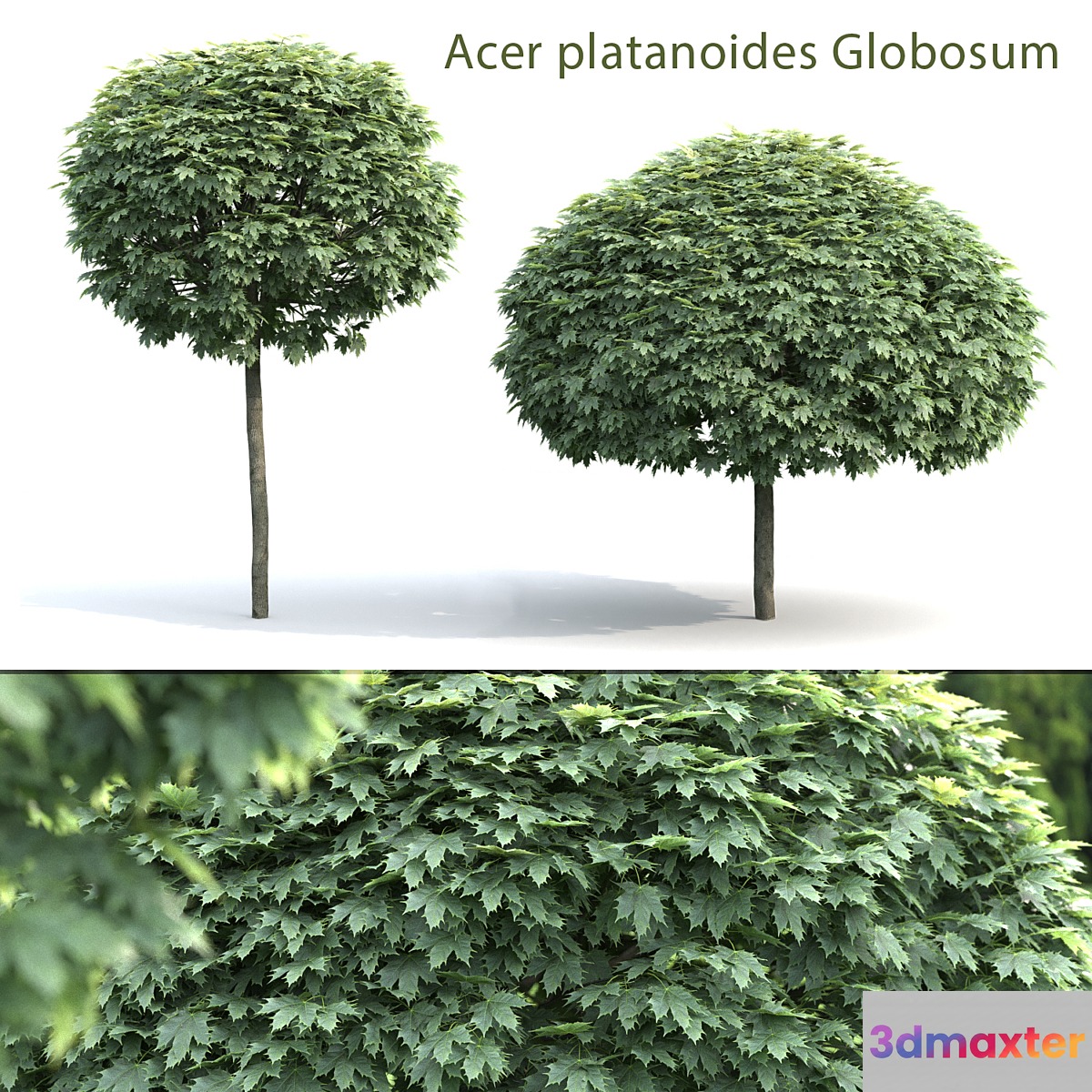 Maple Globozum