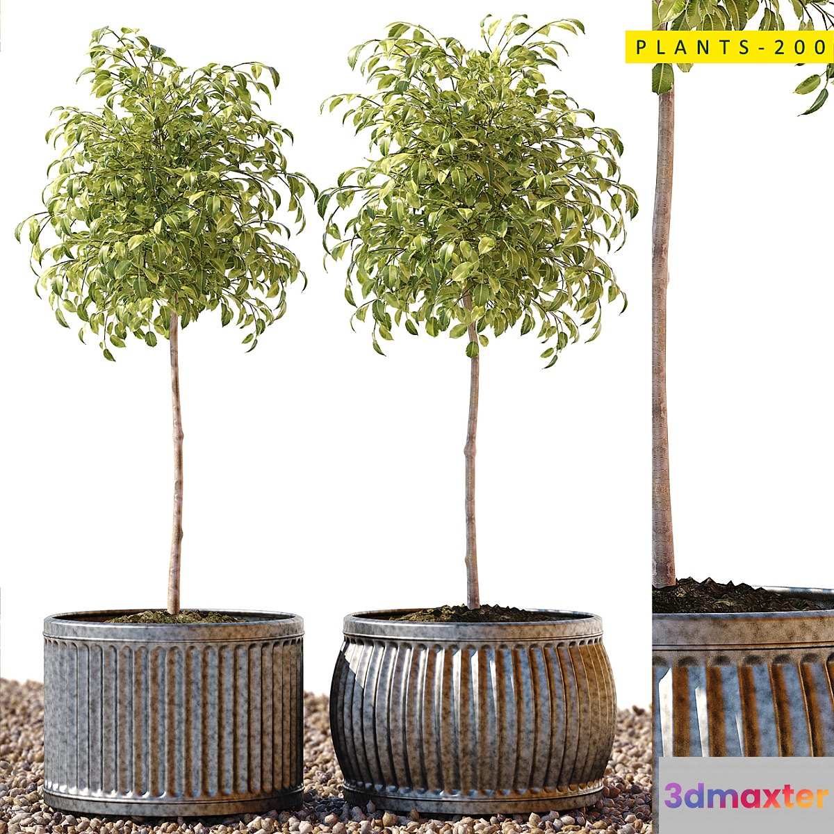 Plants 200