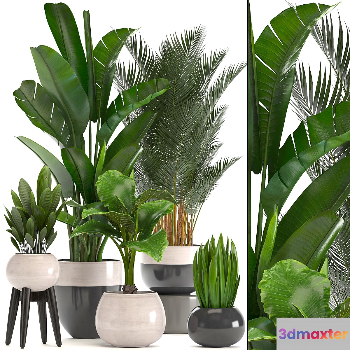 Collection of plants. strelitzia banana palm tree hovea alocasia interior plants scandinavian style pot flowerpot luxury decor strelitzia - No.2 3D Max