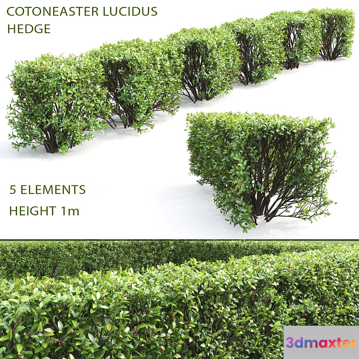 Cotoneaster shiny hedge # 4
