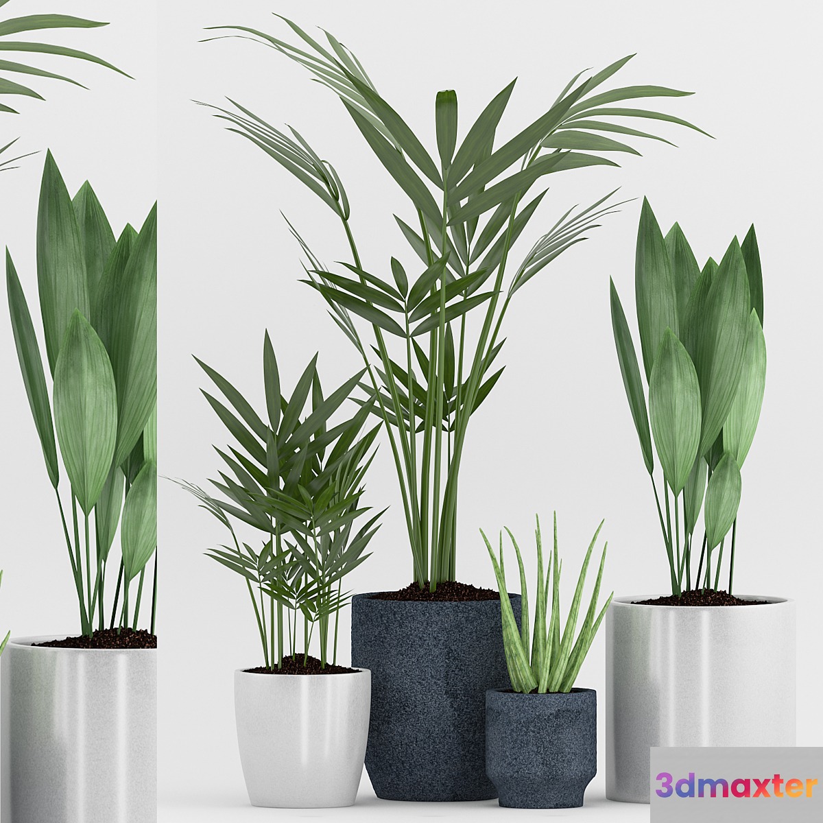 Plant 75 3D Max