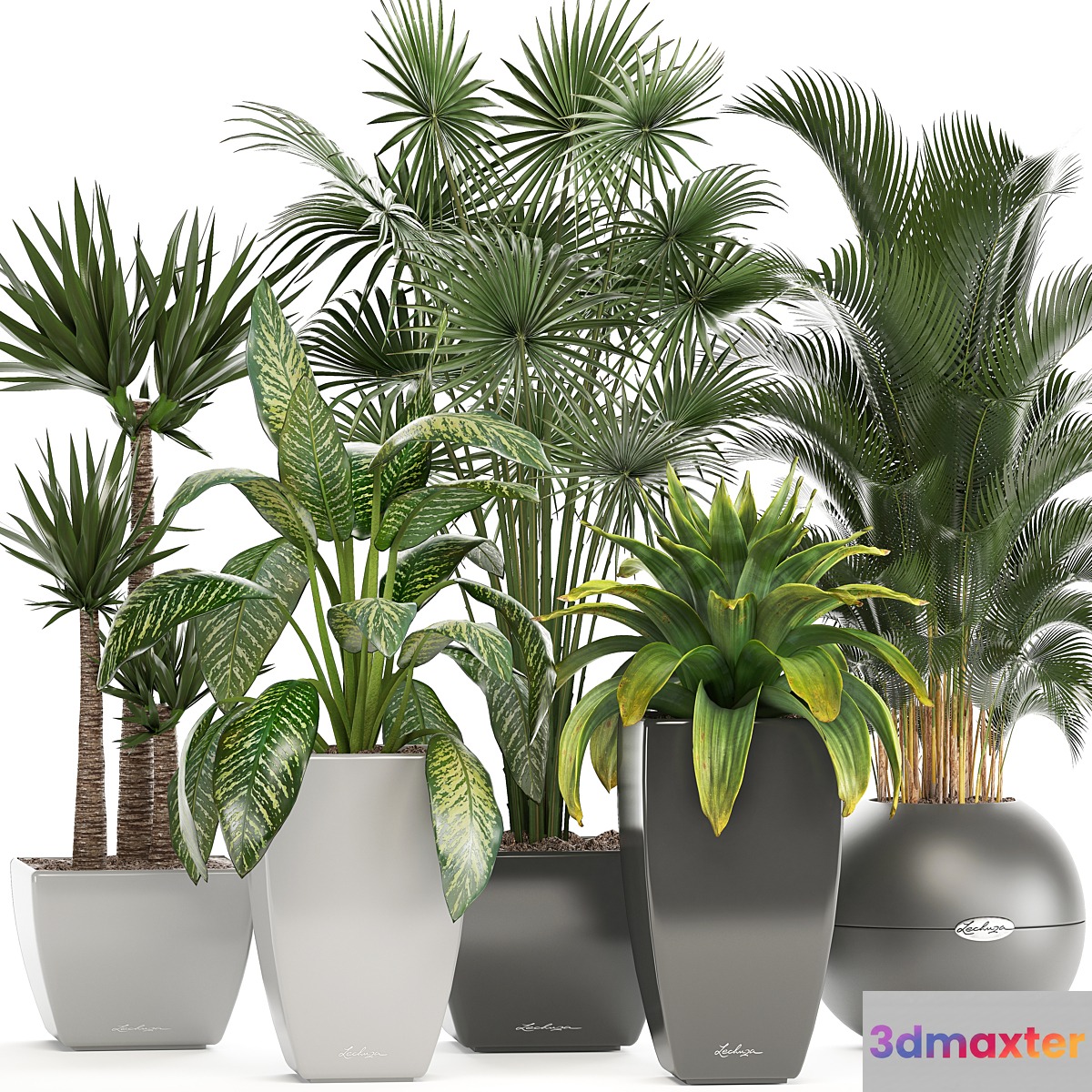Collection of plants. Fan palm Hovea Bromeliad Yucca Dieffenbachia indoor plants office plants 3D Max