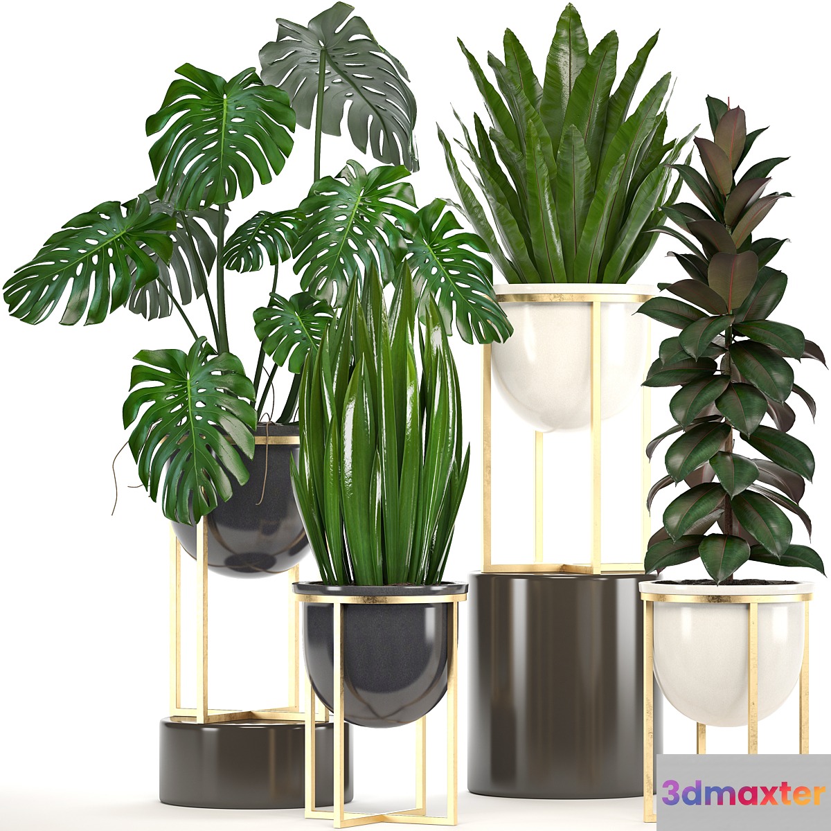 Collection of plants. luxury flowerpot monstera pot ficus robusta gold interior plants ficus abidjan luxury decor pot 3D Max