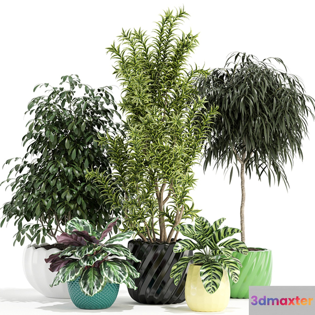 Plants collection 111
